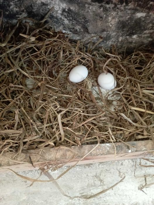 Ovos caseiros galinhas Leghorn
