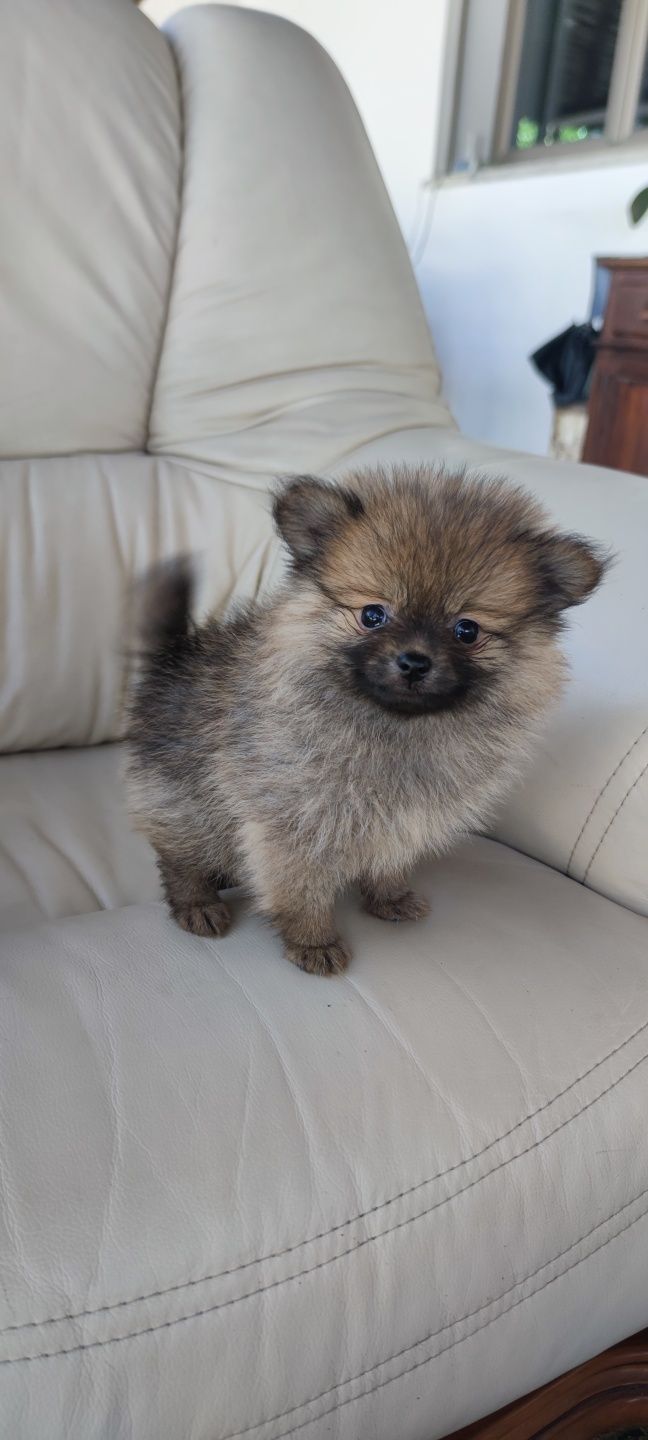 Lulu da Pomerânia (fêmea) disponível