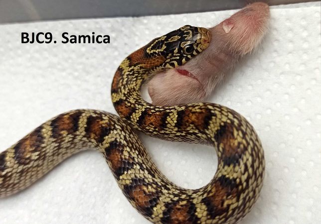 Niesamowite hybrydy/Blackjunglecorn -Wąż zbożowy xLamropeltis nigrita