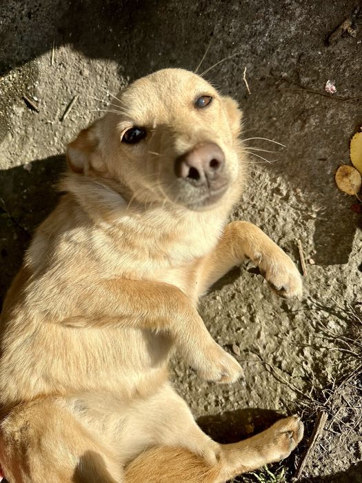 Віддам у добрі руки двох чудових собачок