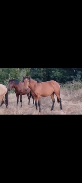 Lusitanos dois poldros e um cruzado