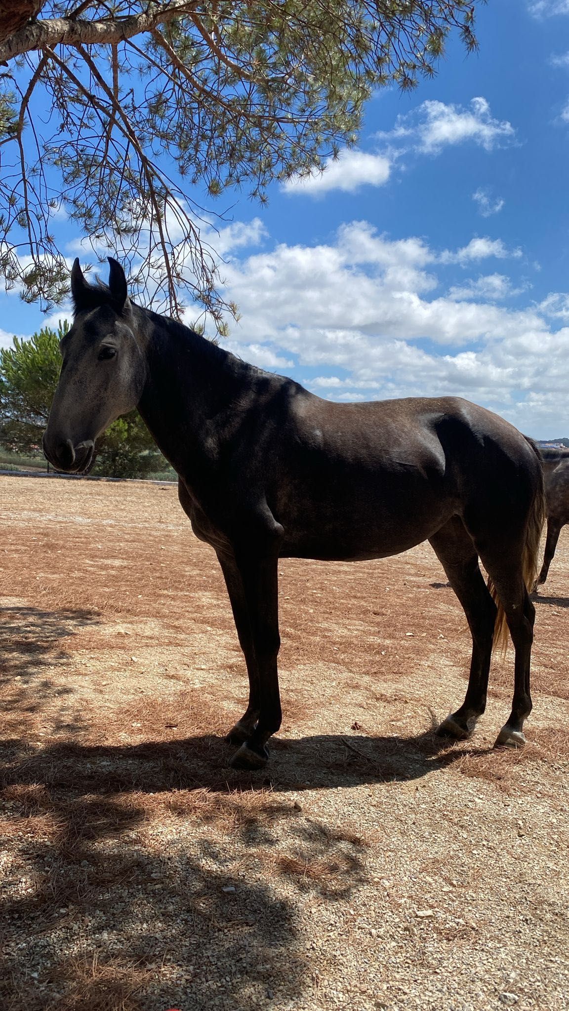 Vendo égua puro sangue lusitano