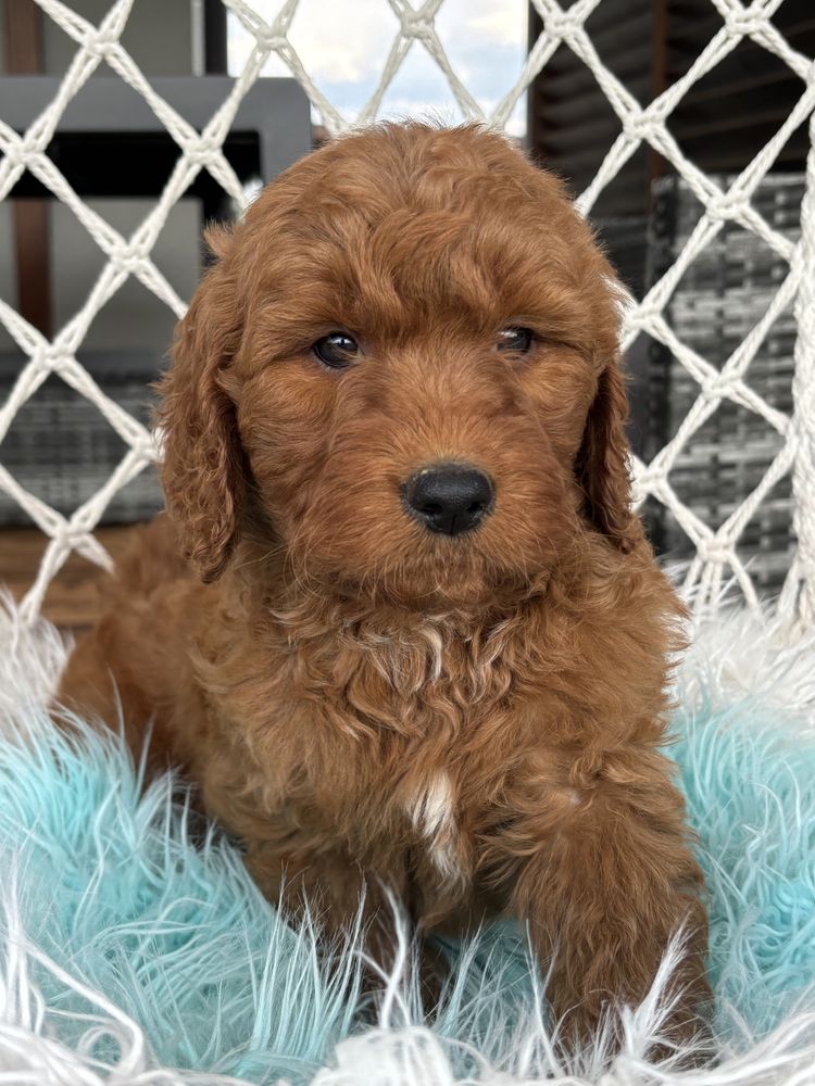 Goldendoodle piesek