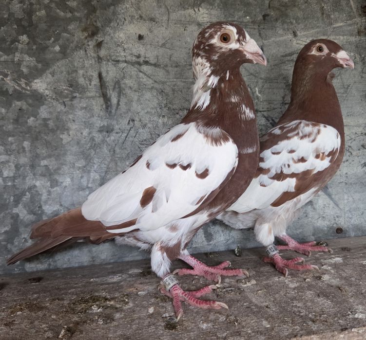 Mulemansy pocztowe czerwone para