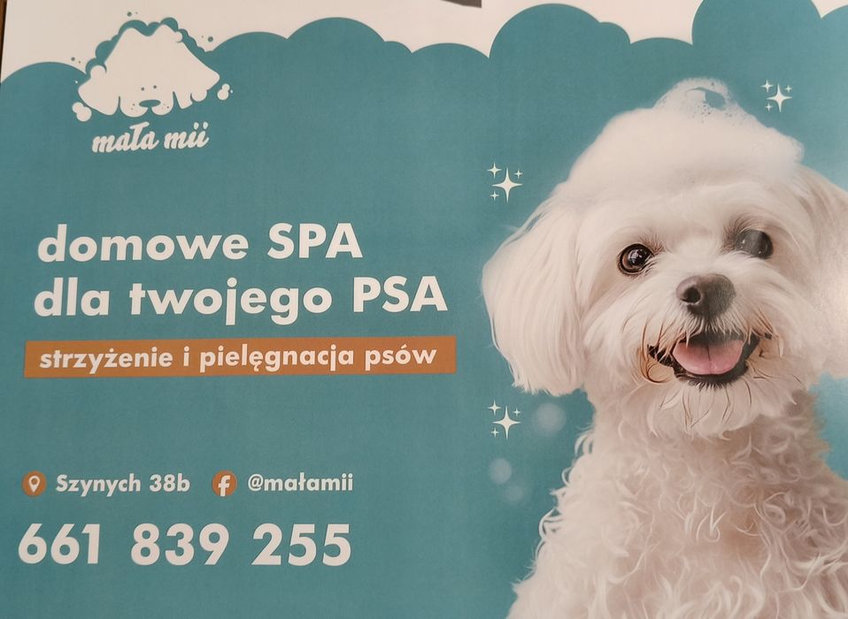 Strzyżenie, pielęgnacji psów Mała Mii