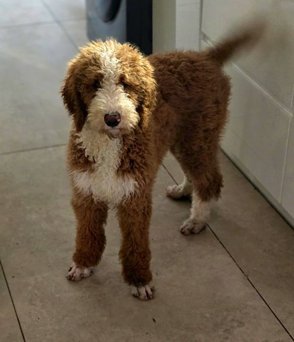 Piesek goldendoodle standard