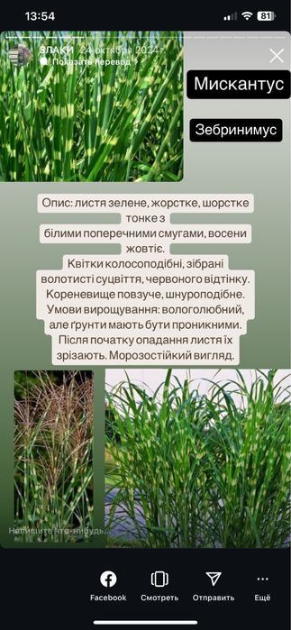 Сокуленты Злаки мискантус пенисентум бородачь  рэдбарон райграс