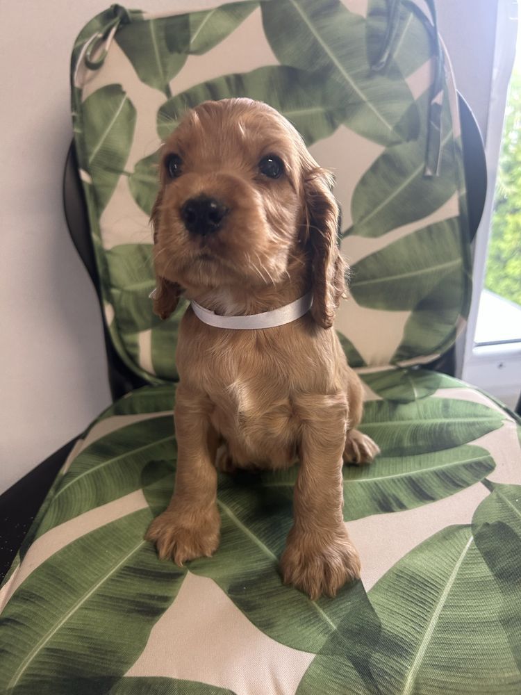 Cocker spaniel angielski