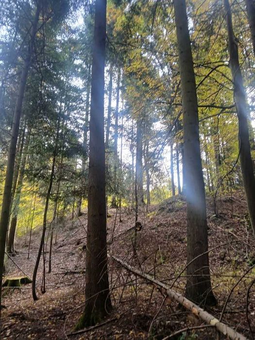 Drewno drzewo tartaczne jodła, sosna, buk, dąb