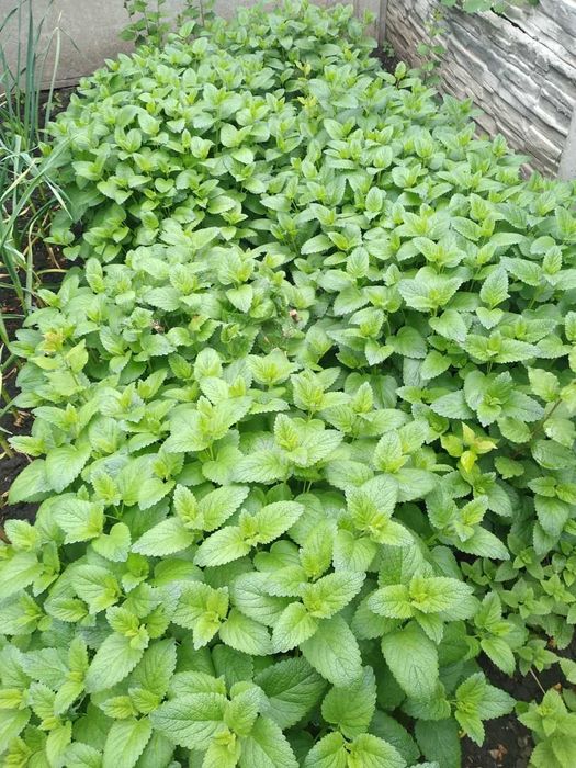 Мята перечная и лимонная большие кусты