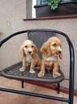 Cocker spaniel suczka