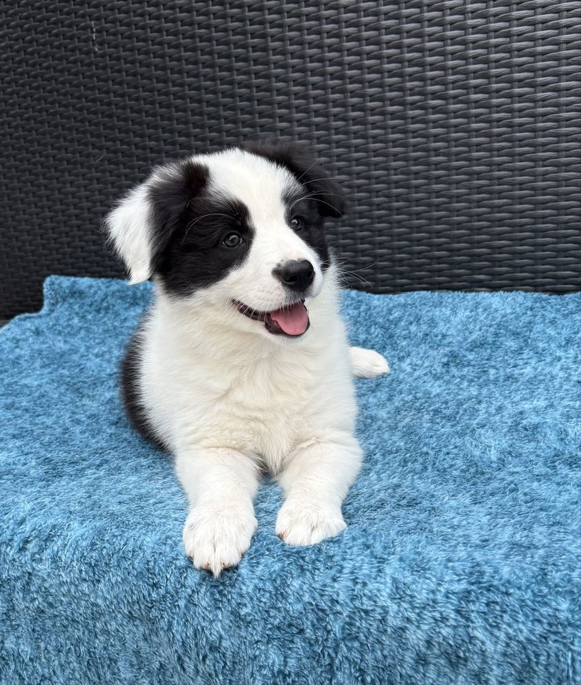 Border Collie sunia czarno biała  Panda