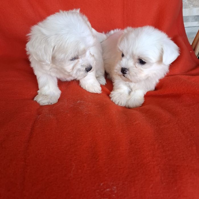 Maltańczyk sunia rodowód +wyprawka