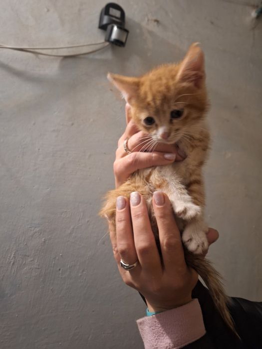 Котята разные бесплатно. Котенок даром. Кот. Кошка