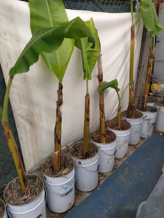 Bananeira envasadas para venda