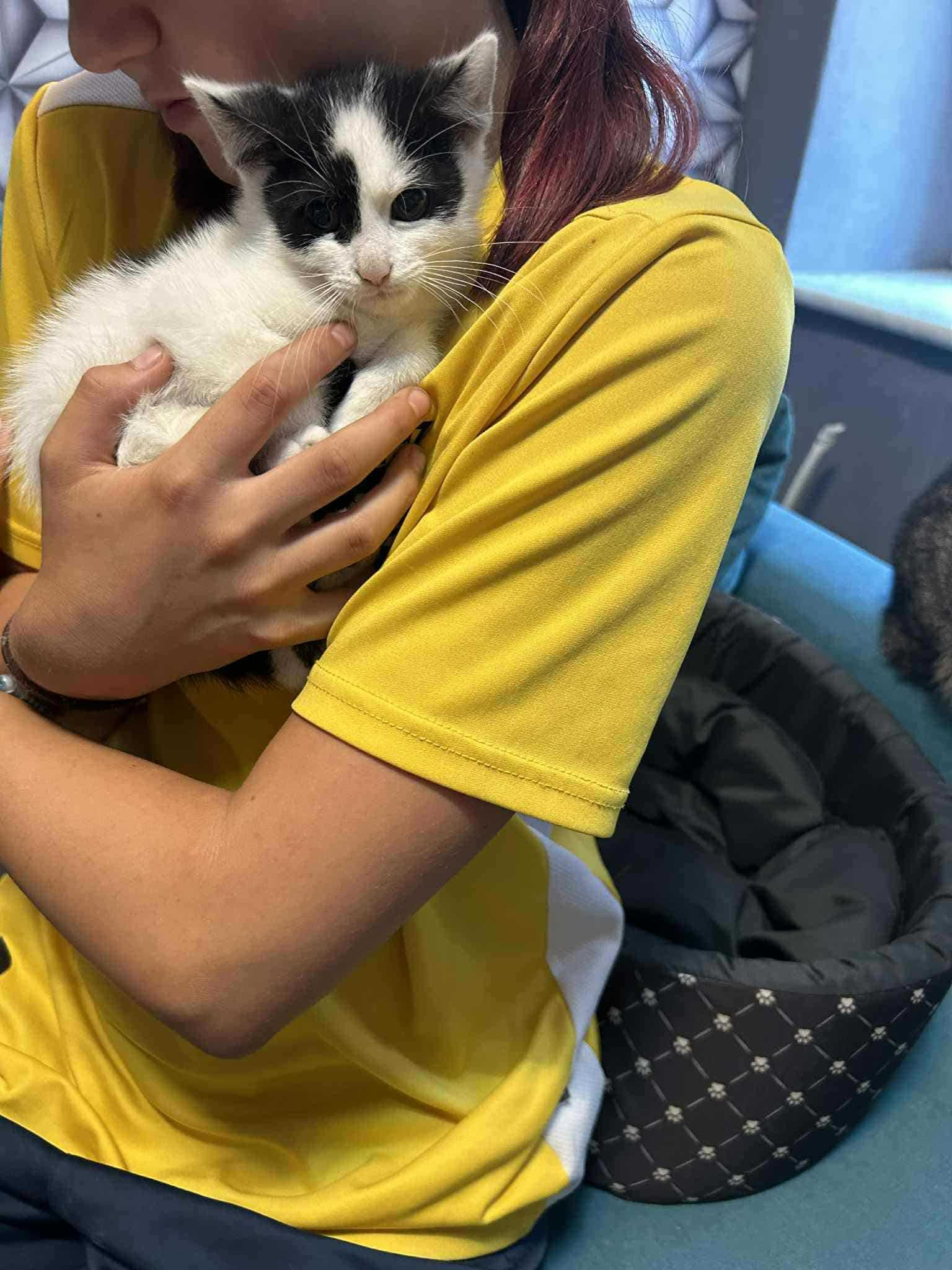 mały Simba pilnie szuka domku