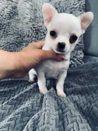 Chihuahua chlopczyk IVAN