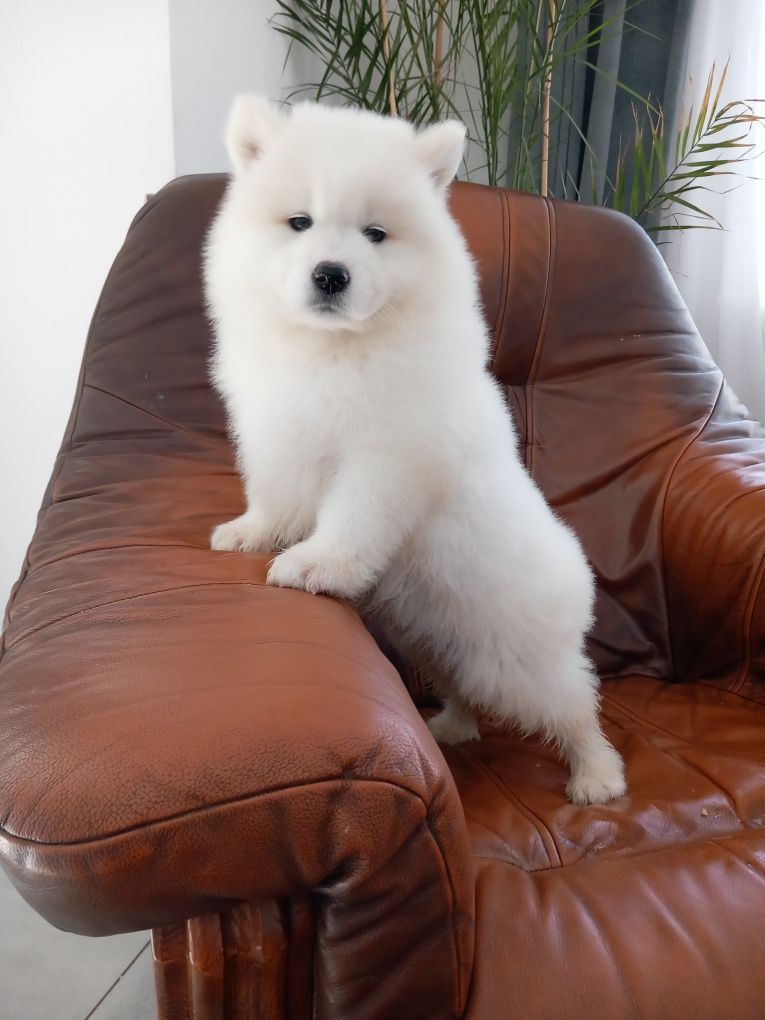 Samoyed, samoyed rezerwacja