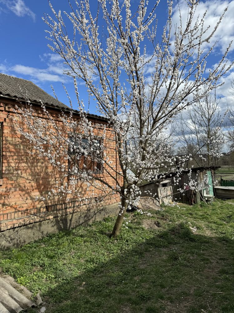 Будинок, Ружичанка, 50-соток, 77-м2. Асфальт! Показ у будь який час!