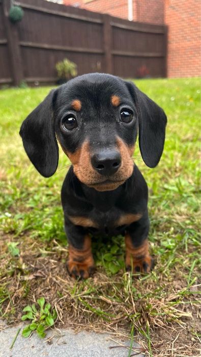 Teckel menina miniatura