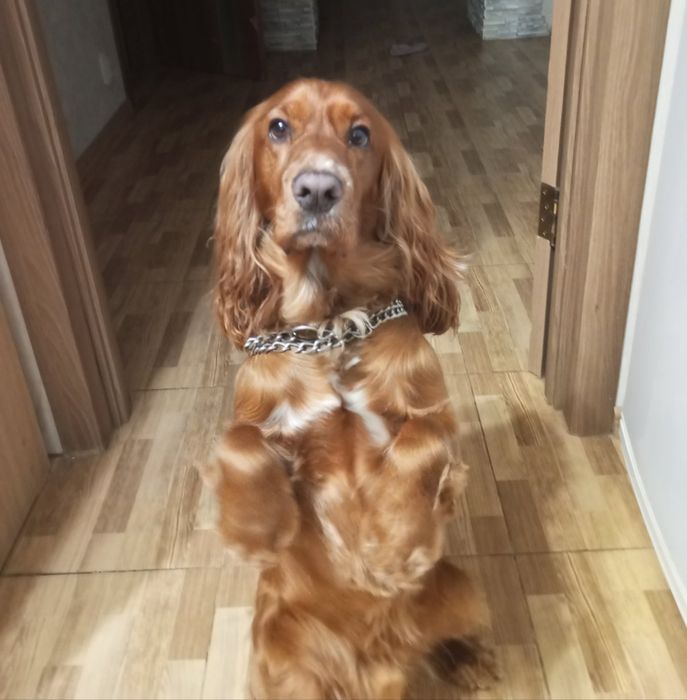 Английский кокер спаниель ищет невесту