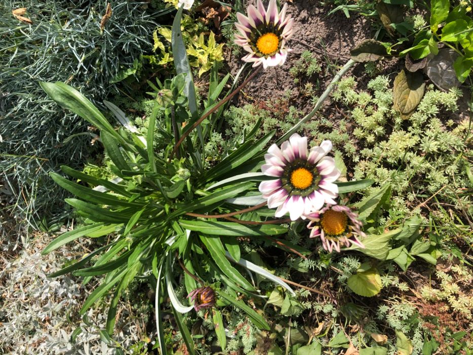 Лук египетский, многоярусный 200грн/кг, гладиолус, бамия, люффа, вигна