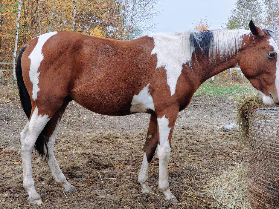 Wałach srokaty wielkopolski