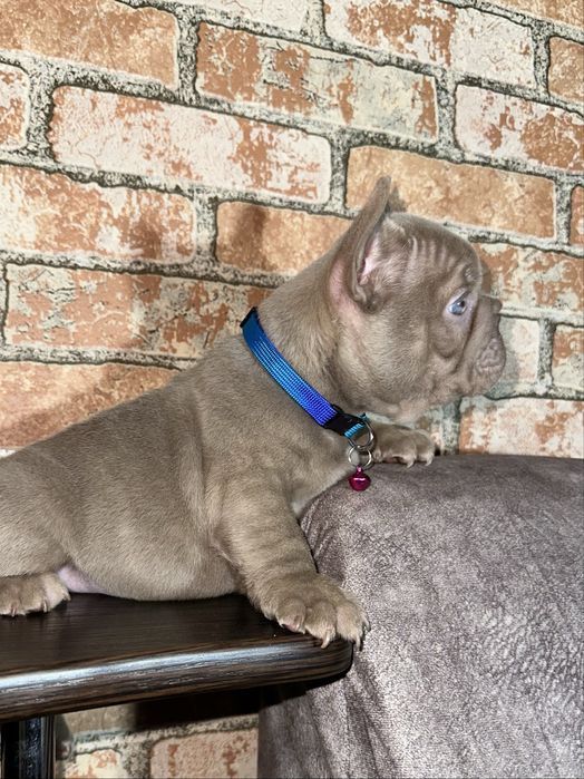 Шикарний хлопчік