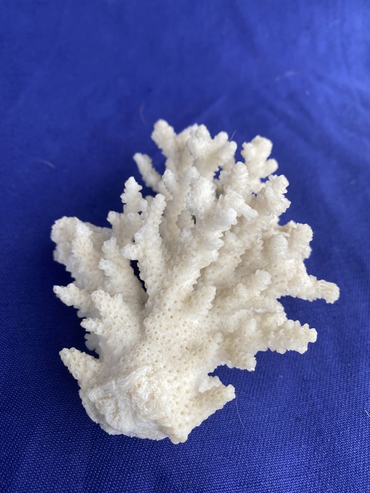 Ramo de Coral Branco - Acropora Florida