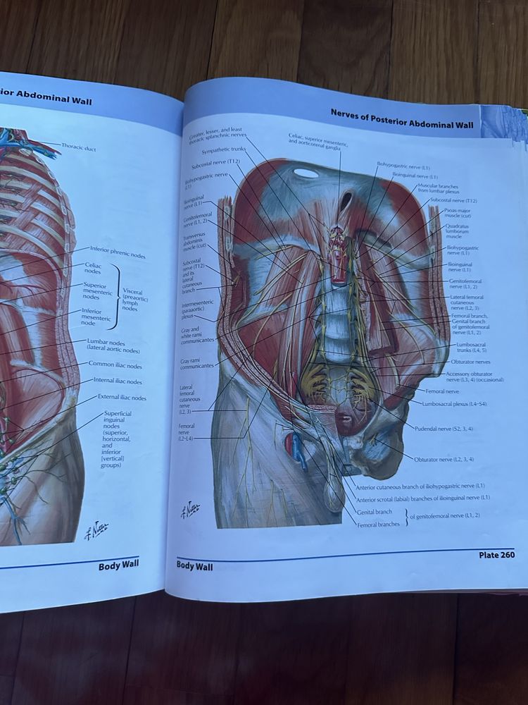 Netter atlas anatomia humana