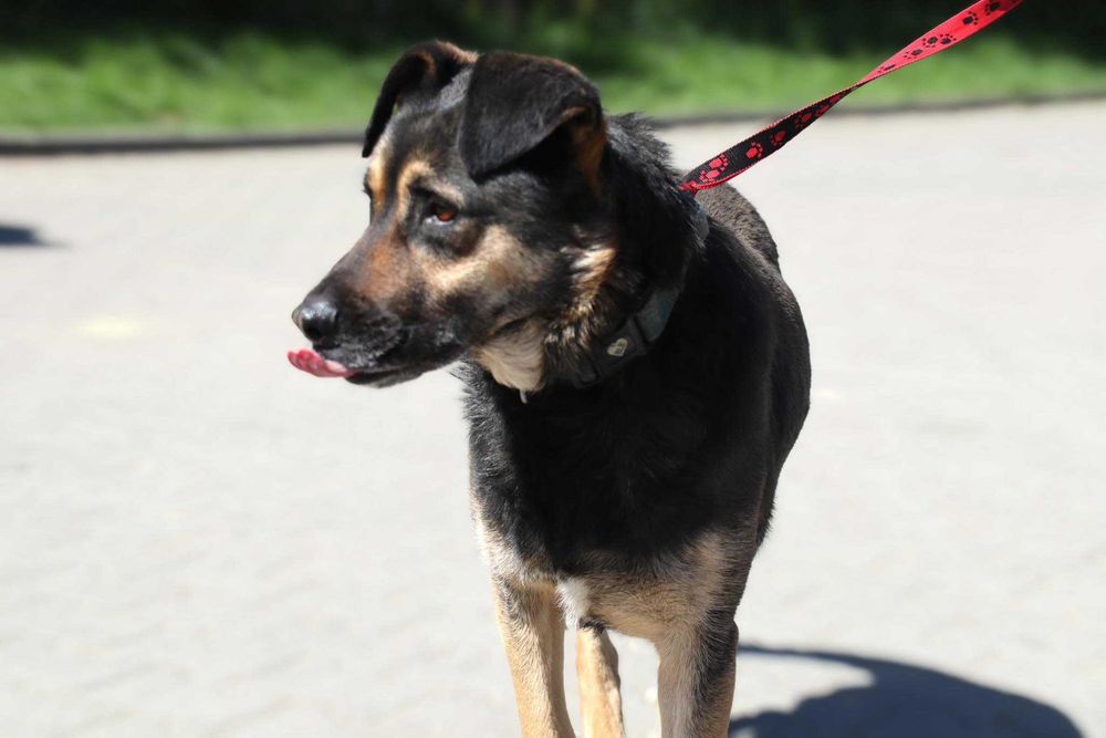 2 letni Borysek do adopcji