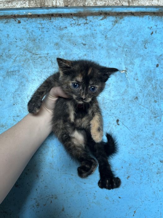 Котенята в хороші руки ! Риженьке , сірі , чорні  , біле ,