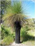 Xanthorrhoea glauca