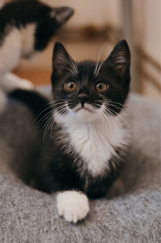 Rozbrykany i tulaśny Czaruś do rozważnej adopcji