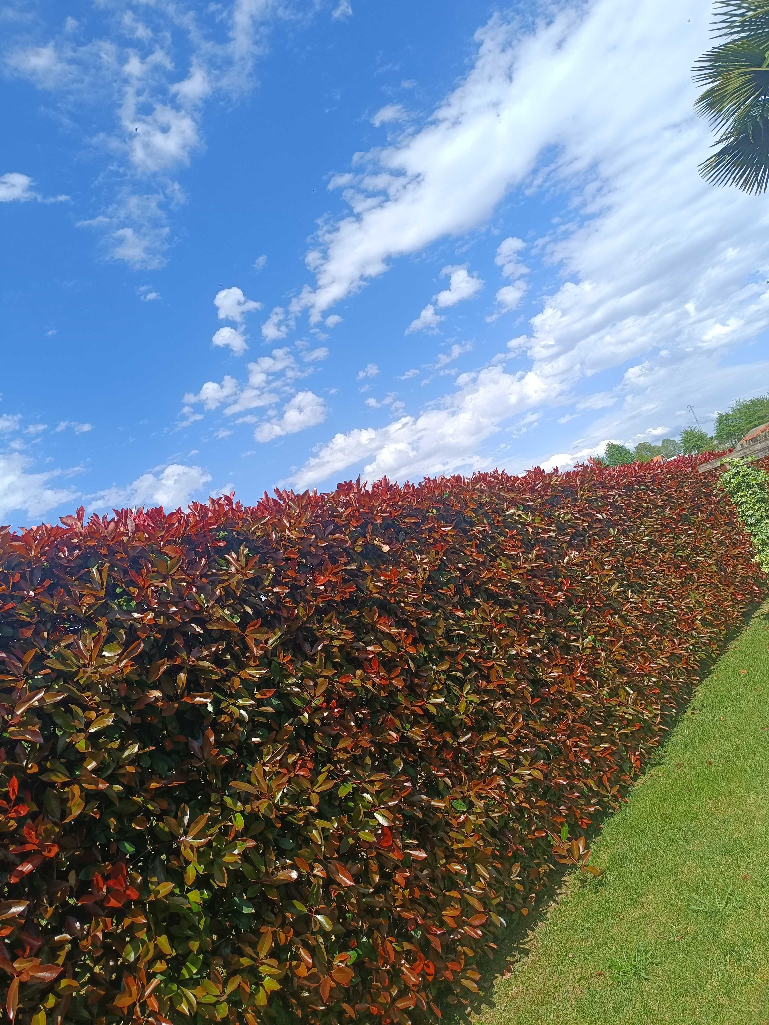 Photinia/ fotinia para jardim