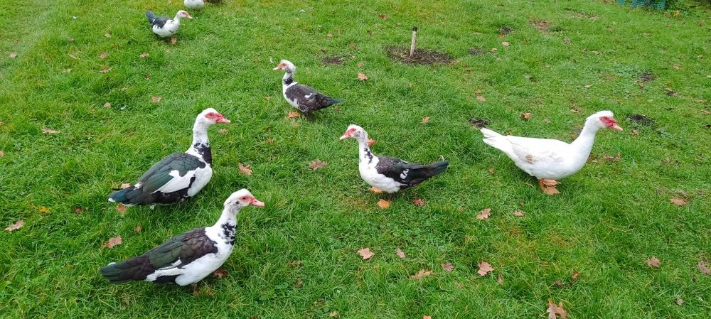 Kaczki piżmowe (muskusowe) – zdrowe, z wolnego wybiegu, różne kolory