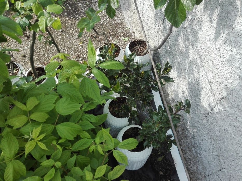 Plantas para jardim