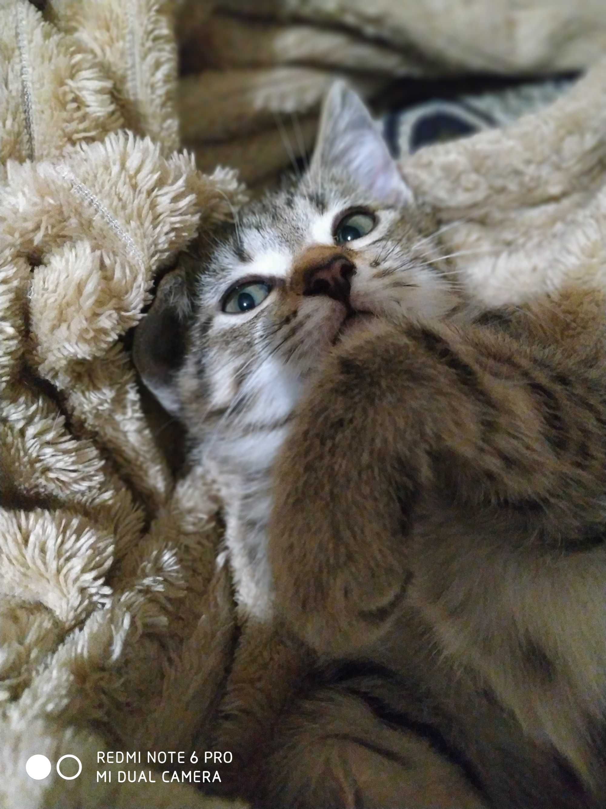 Котенята в добрі руки