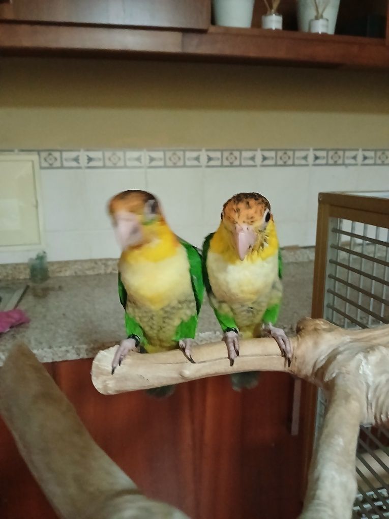 Casal de Pionites leucogaster leucogaster