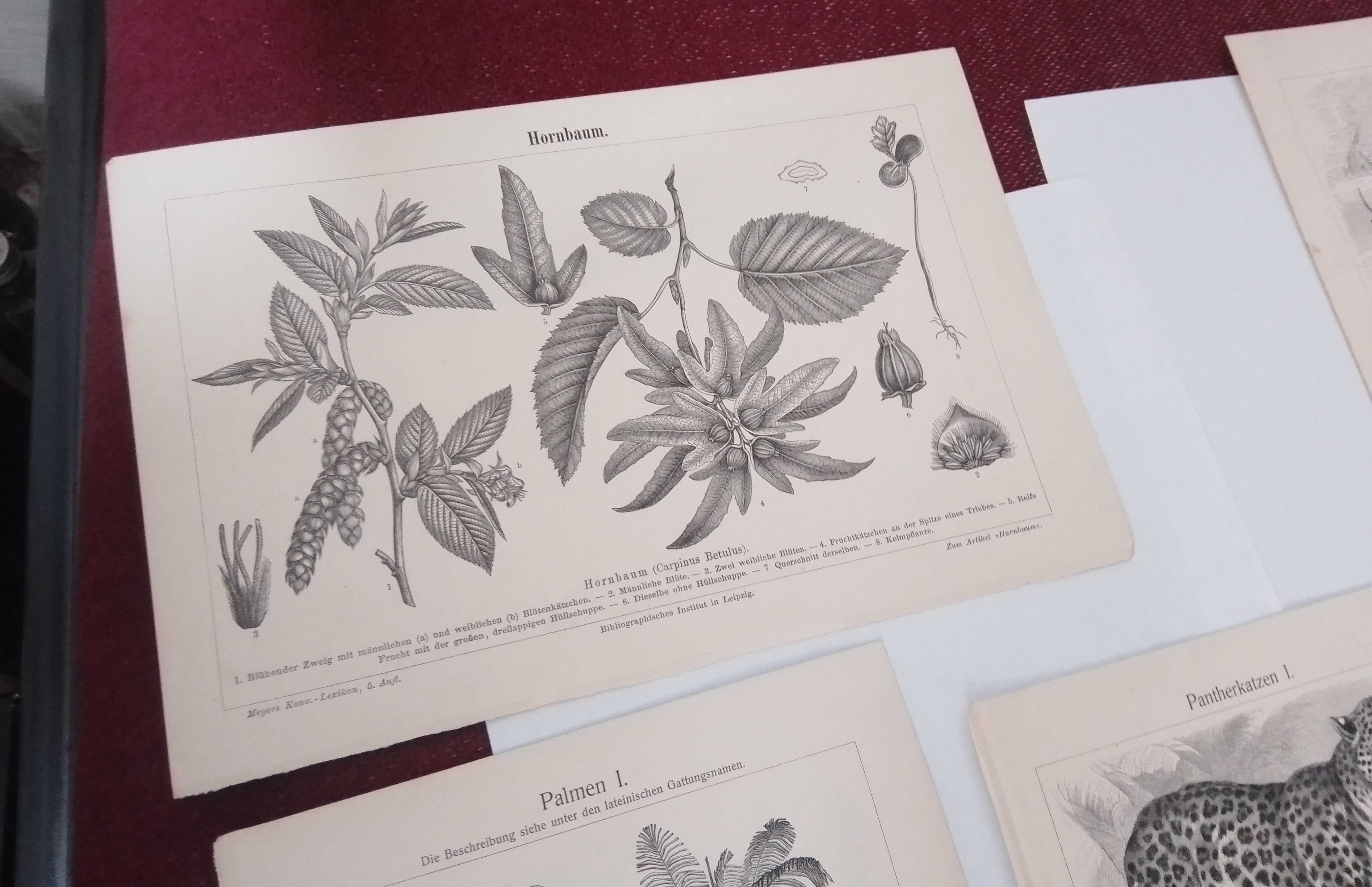 Rośliny, Maszny, Urządzenia  oryginalne XIX w. grafiki