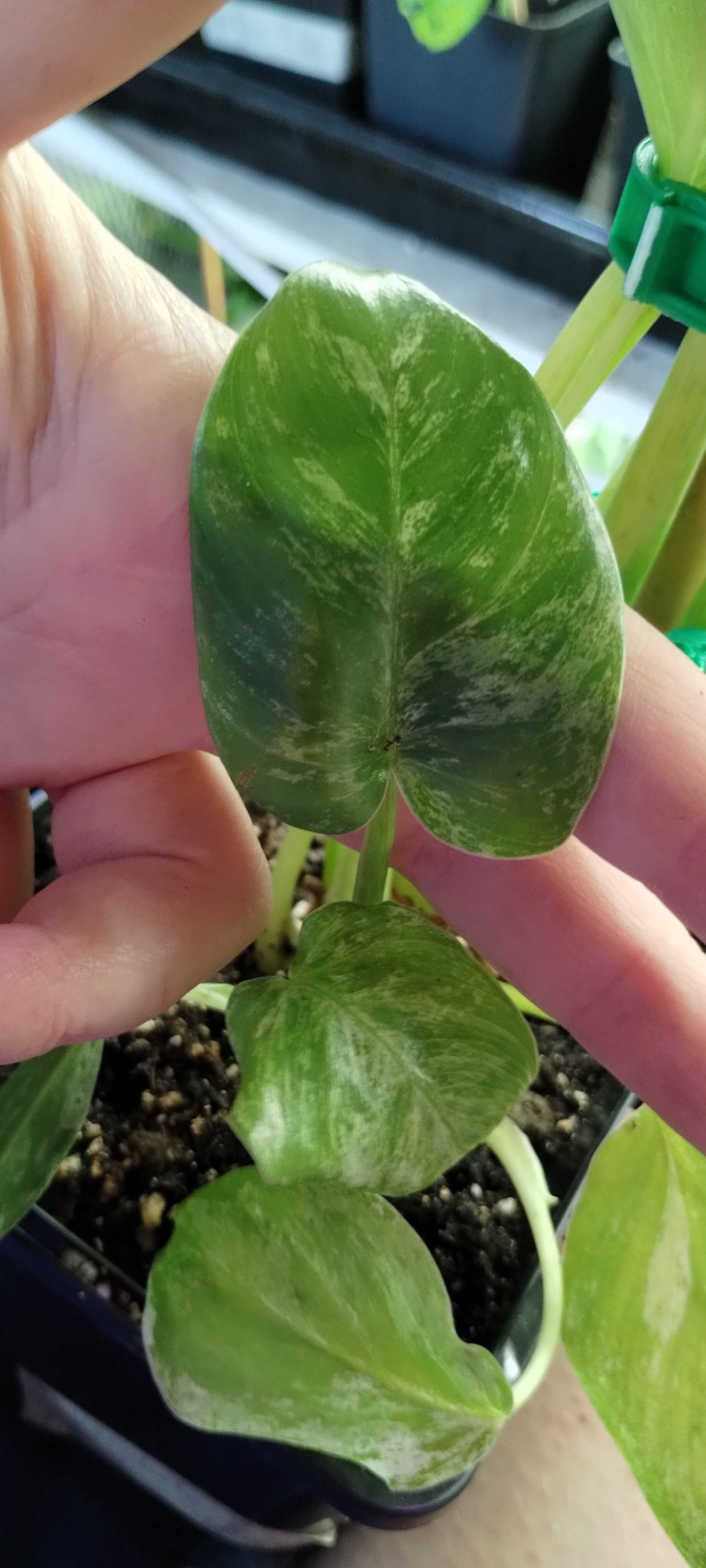 phiodendron giganteum variegata