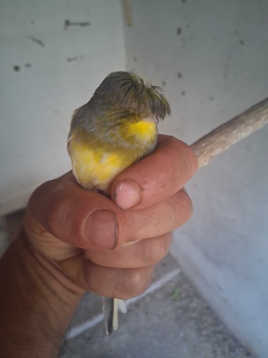 Troco Canário macho gloster