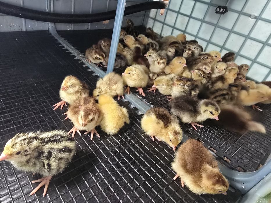 Przepiórki pisklęta wyklute 19.06 teksas faraon celadon włoszka