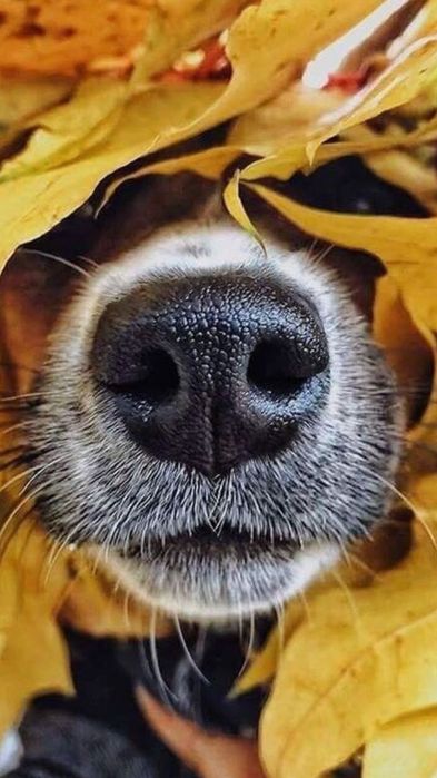 Послуга вигул собак та допомога у догляді за домашніми вихованцями.