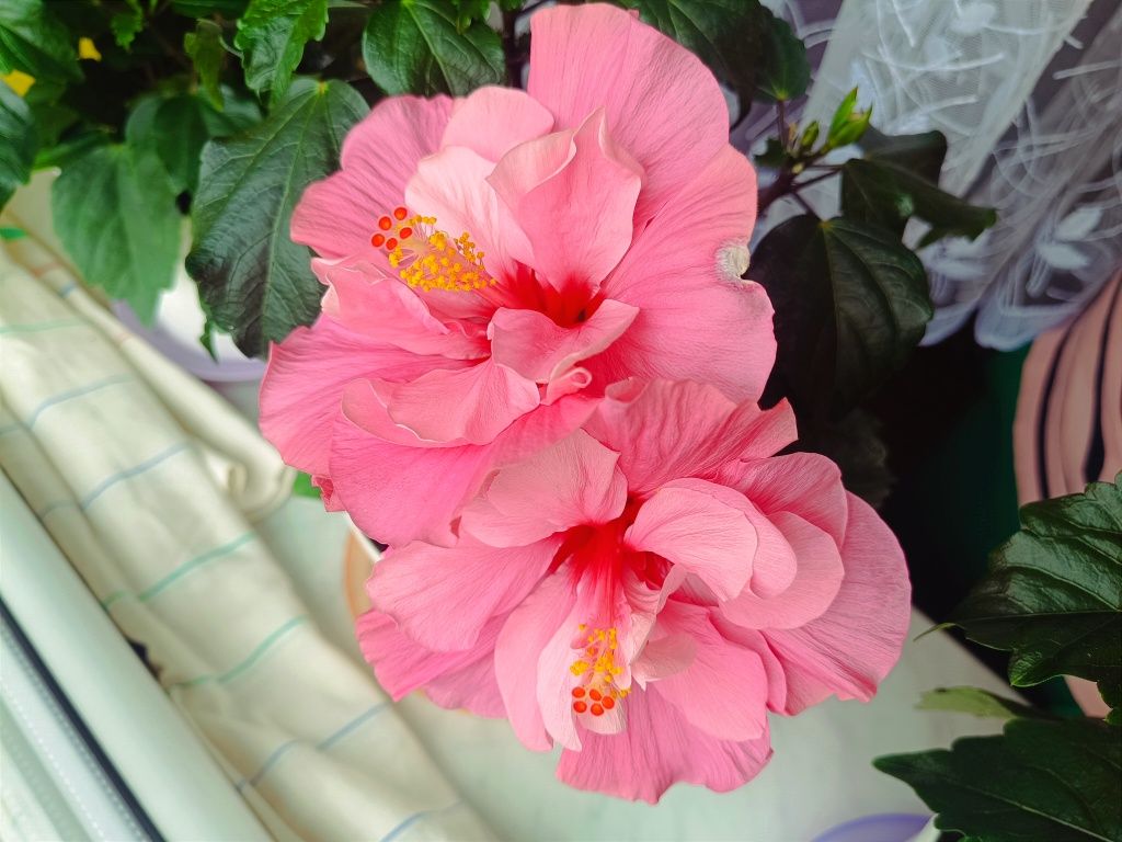 Piękny okaz hibiskusa róży chińskiej pełny różowy