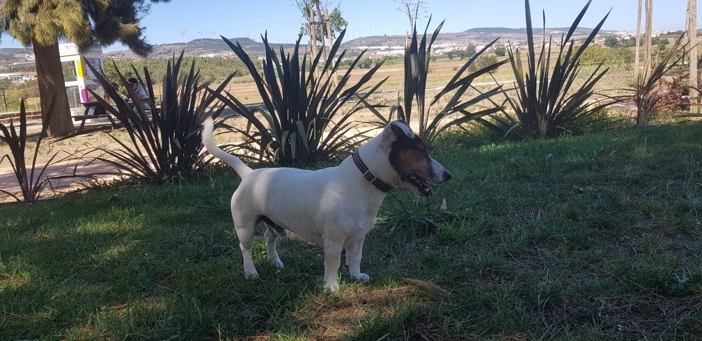 Jack Russel Terrier para montas