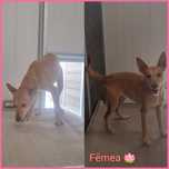 Cadela para adoção