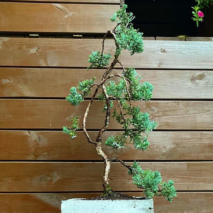 Bonsai Jałowiec donica betonowa drzewko ozdobne