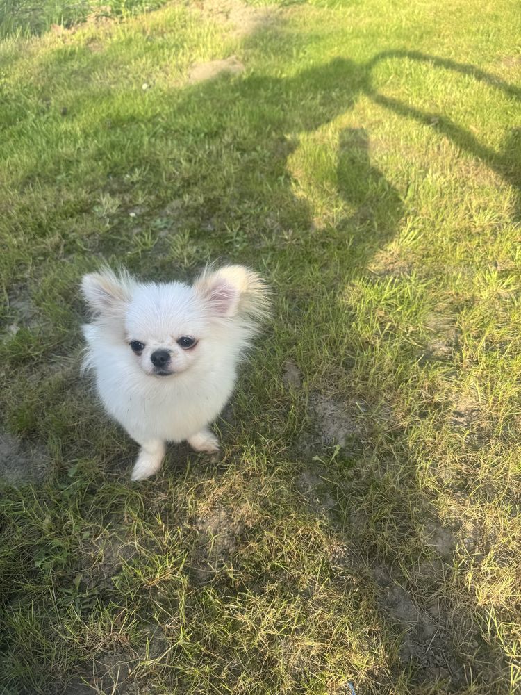 Chihuahua dlugowlosy 1,5kg