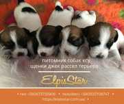 Породные щенки джек рассел терьера -купить, професиональный питомник !